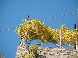 vigneti val di cembra