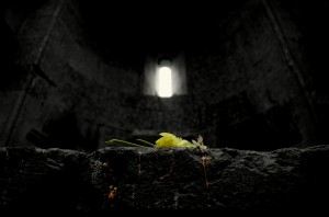 fiore armenia